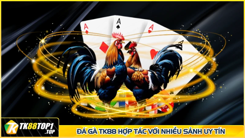 Đá gà TK88 hợp tác với nhiều sảnh uy tín